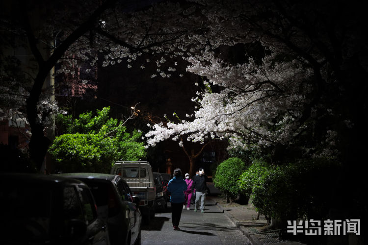 夜赏：青岛三明南路：漫步路灯樱花之下 别有一番韵味