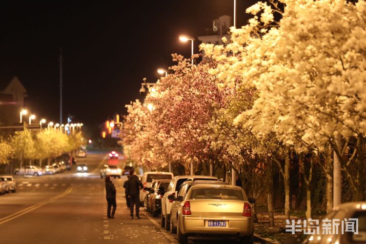 惹人醉：夜玉兰惹人醉 崂山区海宁路成附近居民晚饭后散步必去之路