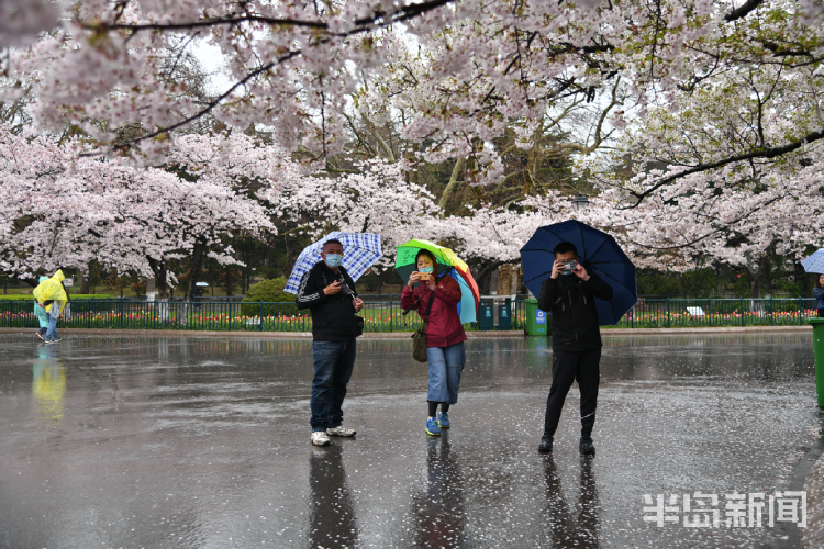 『雨中赏』雨中赏樱