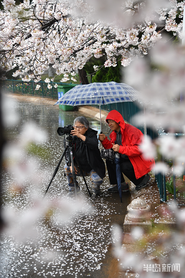『雨中赏』雨中赏樱