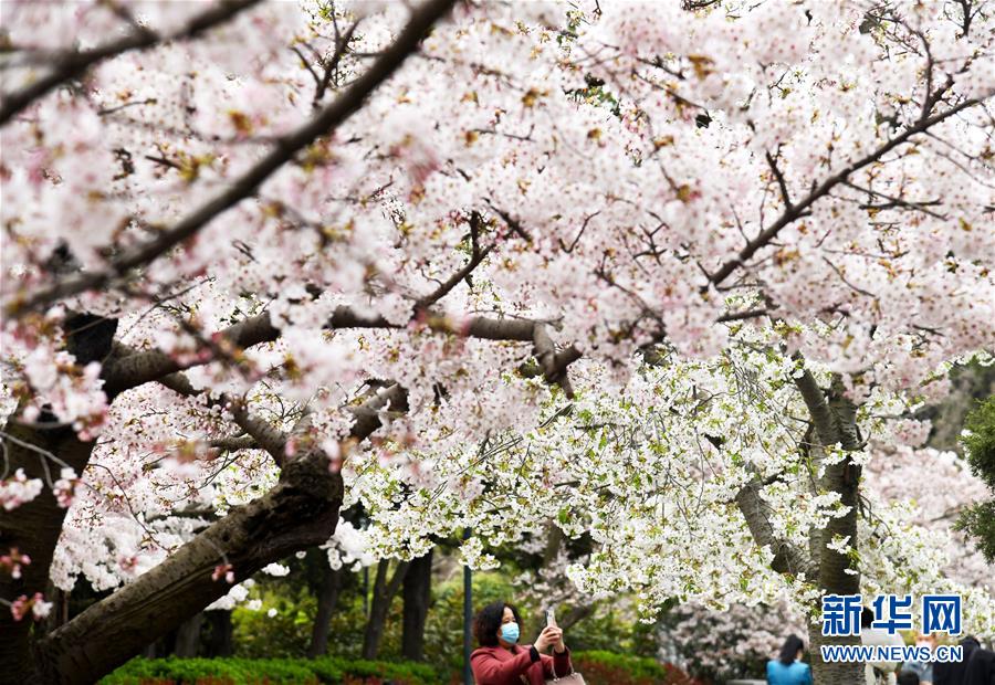 『樱花』中山公园迎来樱花期 樱花大道两侧数千株单樱、双樱次第开放