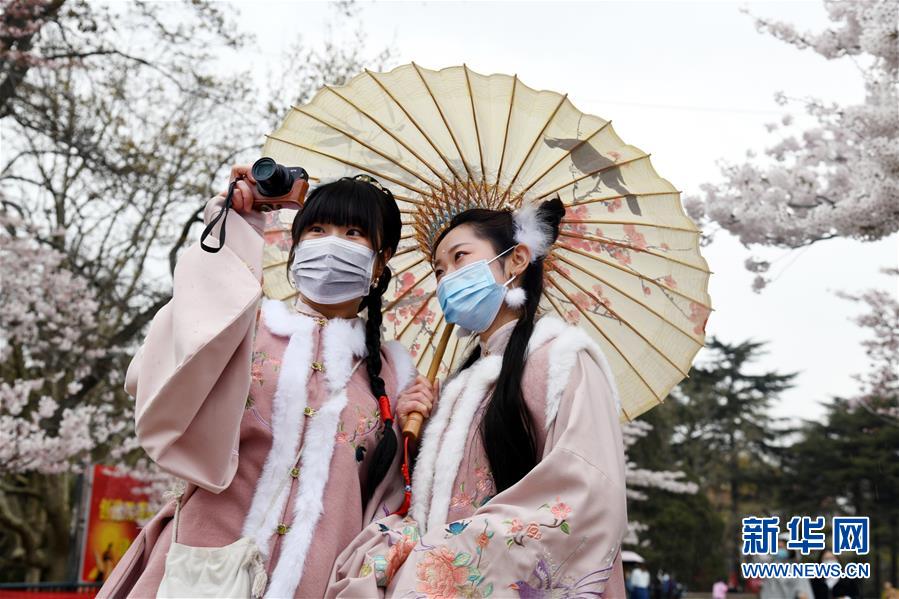 『樱花』中山公园迎来樱花期 樱花大道两侧数千株单樱、双樱次第开放