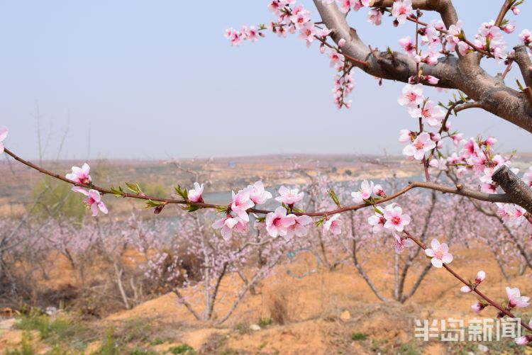 【南墅】莱西市南墅版“十里桃花”已盛开 花季持续到五月初