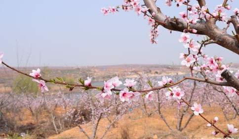 莱西市南墅版“十里桃花”已盛开 花季持续到五月初