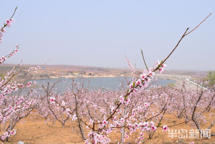 【南墅】莱西市南墅版“十里桃花”已盛开 花季持续到五月初