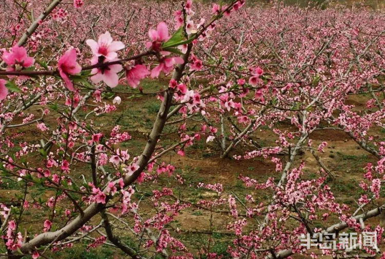 【南墅】莱西市南墅版“十里桃花”已盛开 花季持续到五月初