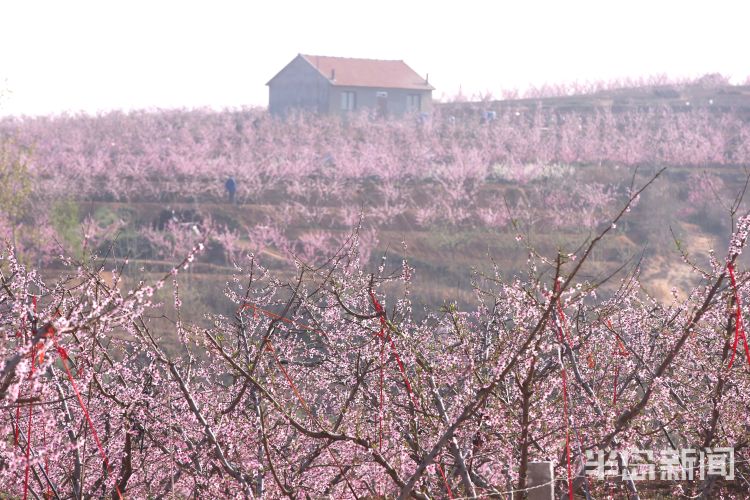 【南墅】莱西市南墅版“十里桃花”已盛开 花季持续到五月初