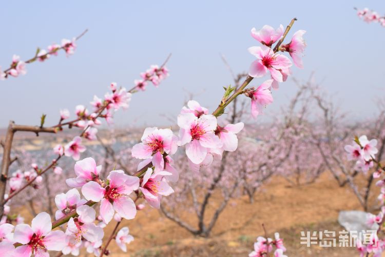 【南墅】莱西市南墅版“十里桃花”已盛开 花季持续到五月初