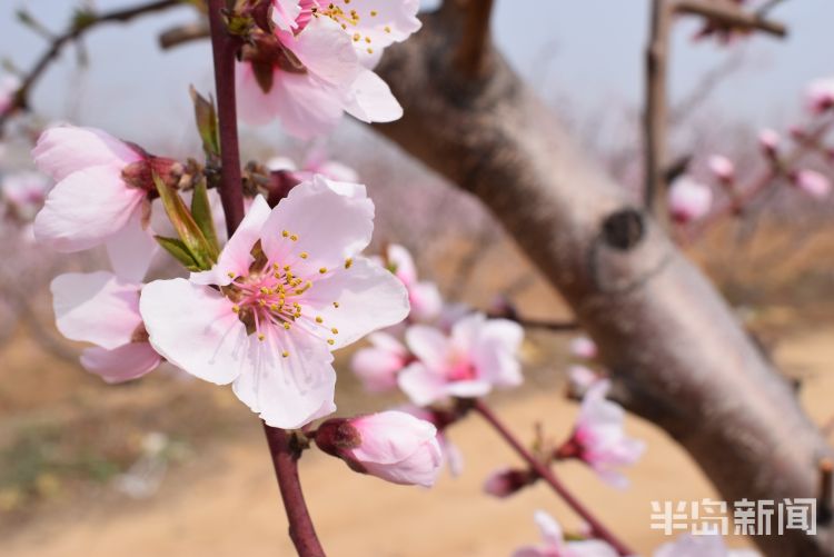 【南墅】莱西市南墅版“十里桃花”已盛开 花季持续到五月初