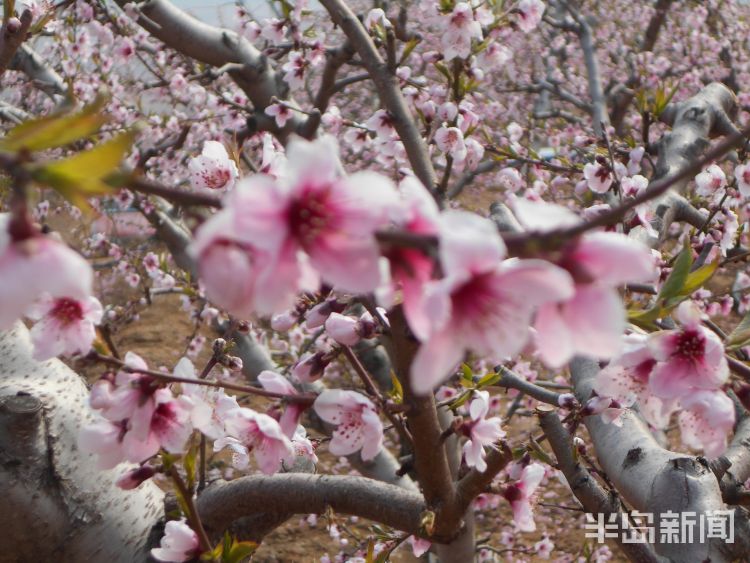 【南墅】莱西市南墅版“十里桃花”已盛开 花季持续到五月初