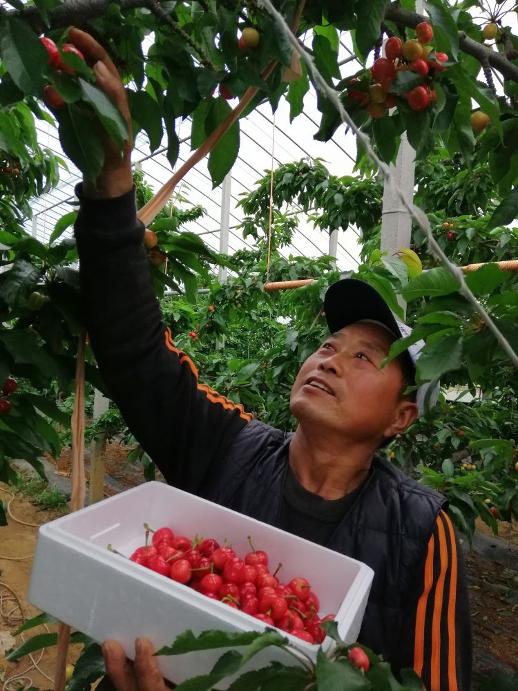 「」平度云山大樱桃陆续成熟上市 每斤售价最低三十元