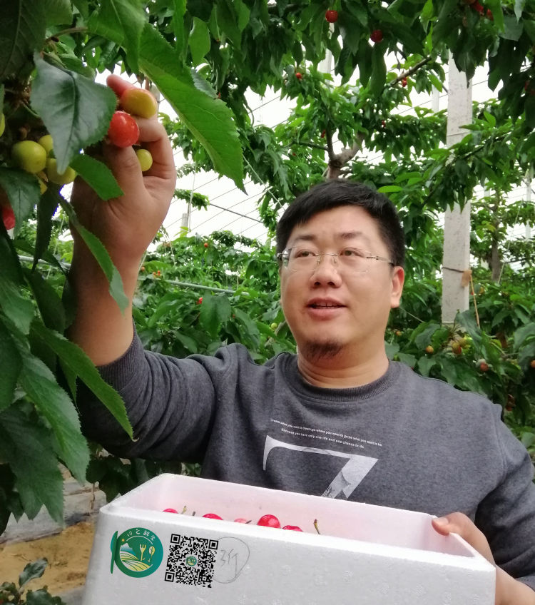 「」平度云山大樱桃陆续成熟上市 每斤售价最低三十元