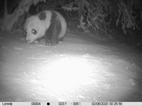 【千佛山】四川千佛山自然保护区时隔近四年之后再次发现大熊猫实体