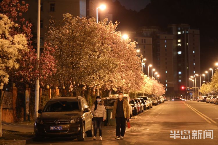 「玉兰」崂山区海宁路：夜色下的玉兰增添优美氛围