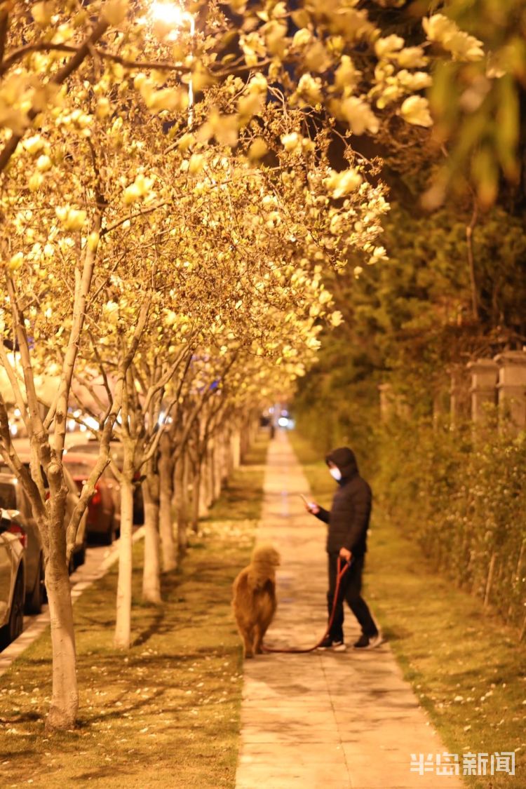 「玉兰」崂山区海宁路：夜色下的玉兰增添优美氛围