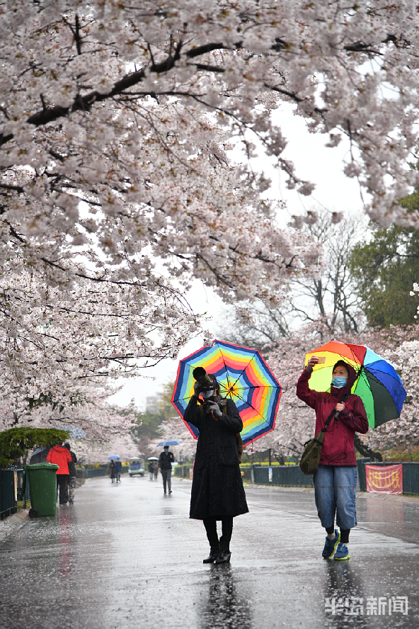 「」中山公园：雨后落樱缤纷 有种别样风景