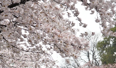 中山公园：雨后落樱缤纷 有种别样风景