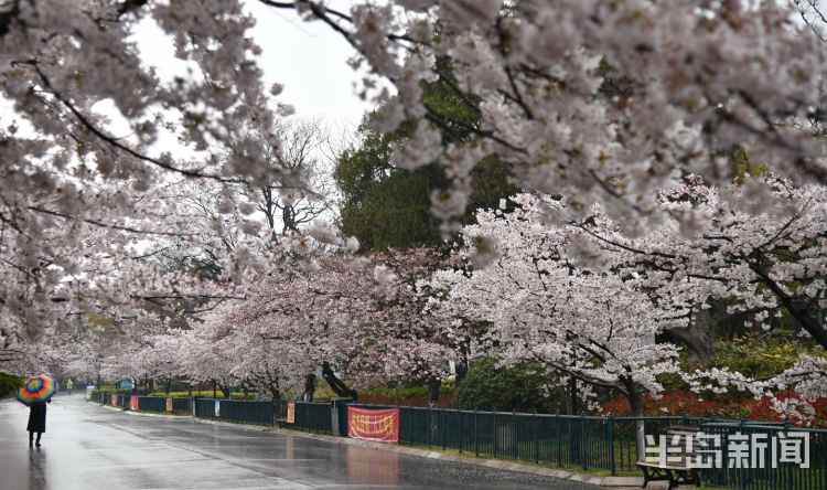 「」中山公园：雨后落樱缤纷 有种别样风景