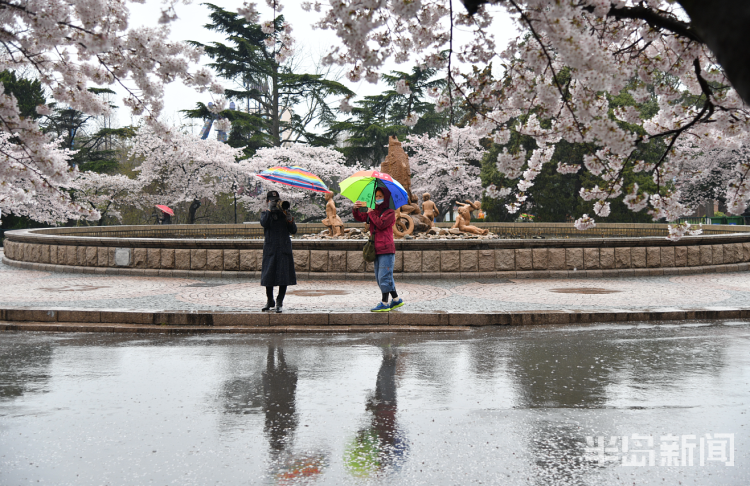 「」中山公园：雨后落樱缤纷 有种别样风景