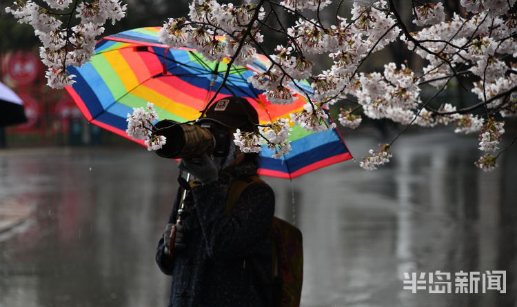 「」中山公园：雨后落樱缤纷 有种别样风景