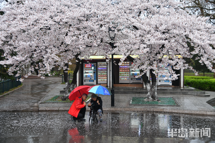 「」中山公园：雨后落樱缤纷 有种别样风景