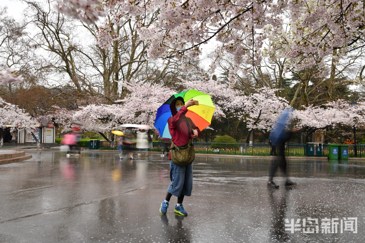 「」中山公园：雨后落樱缤纷 有种别样风景