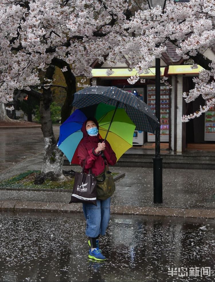 「」中山公园：雨后落樱缤纷 有种别样风景