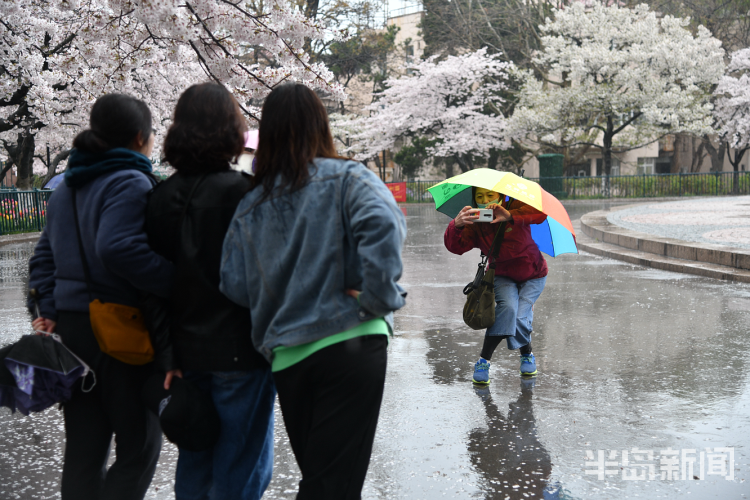 「」中山公园：雨后落樱缤纷 有种别样风景