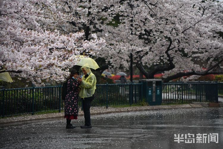 「」中山公园：雨后落樱缤纷 有种别样风景