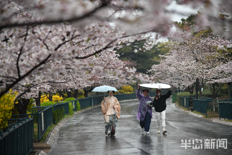 「」中山公园：雨后落樱缤纷 有种别样风景