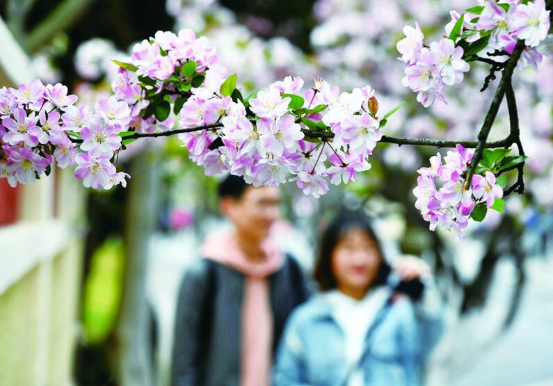 盛花期■青岛桃花、海棠迎来盛花期 外出赏花请收好攻略