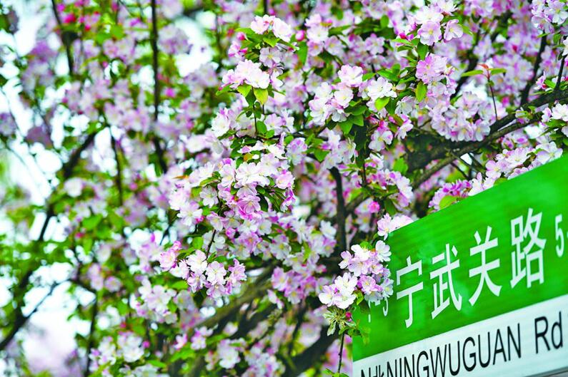 盛花期■青岛桃花、海棠迎来盛花期 外出赏花请收好攻略