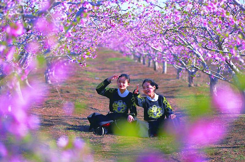 盛花期■青岛桃花、海棠迎来盛花期 外出赏花请收好攻略