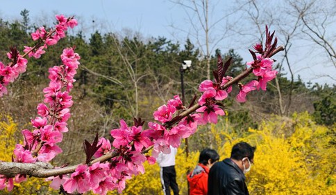 万紫千红总是春 青岛大珠山迎最美赏花季