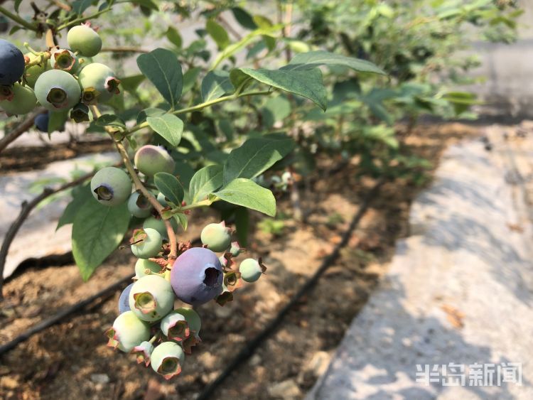 『个大味』青岛头茬蓝莓“高调”开采 宝山镇迎来蓝莓丰收季