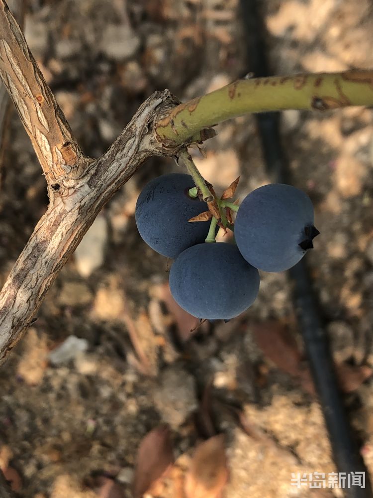 『个大味』青岛头茬蓝莓“高调”开采 宝山镇迎来蓝莓丰收季