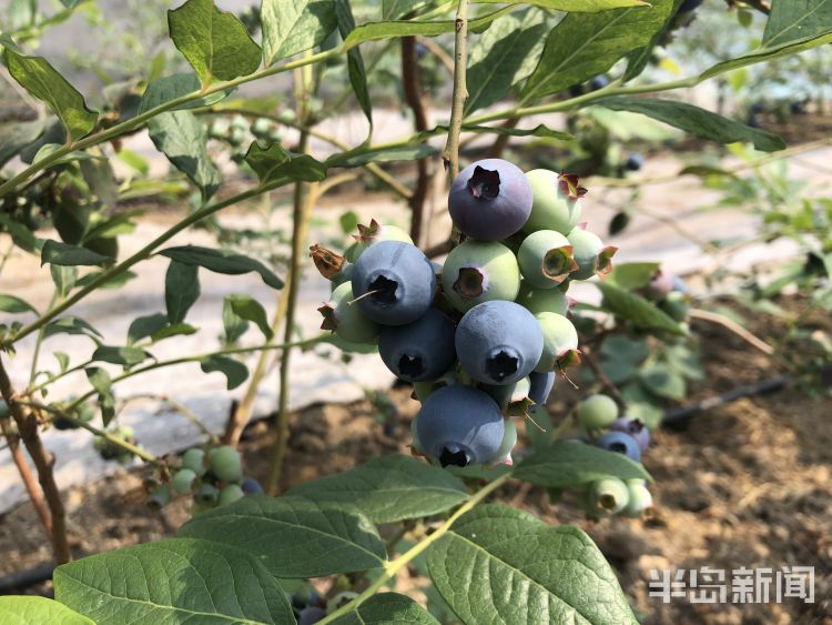 『个大味』青岛头茬蓝莓“高调”开采 宝山镇迎来蓝莓丰收季