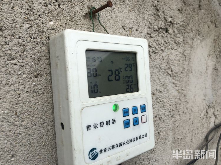 『个大味』青岛头茬蓝莓“高调”开采 宝山镇迎来蓝莓丰收季