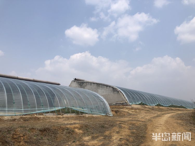 『个大味』青岛头茬蓝莓“高调”开采 宝山镇迎来蓝莓丰收季