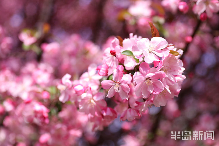 「人在霞」绚烂春花装扮青岛 海棠花进入盛花期