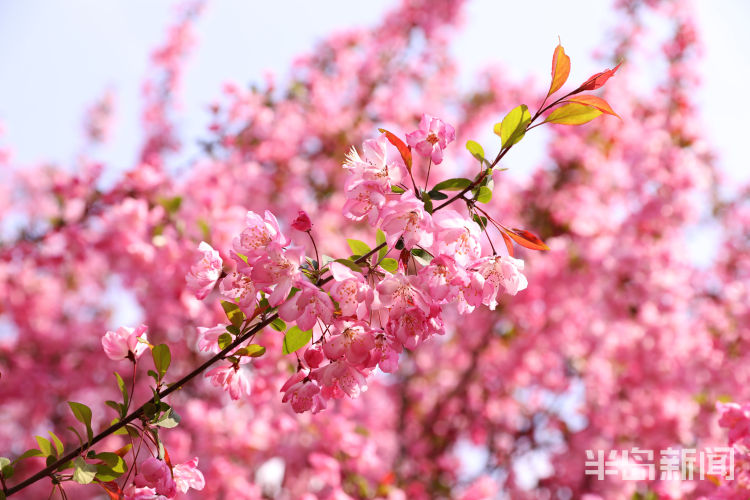 「人在霞」绚烂春花装扮青岛 海棠花进入盛花期