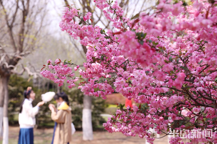 「人在霞」绚烂春花装扮青岛 海棠花进入盛花期