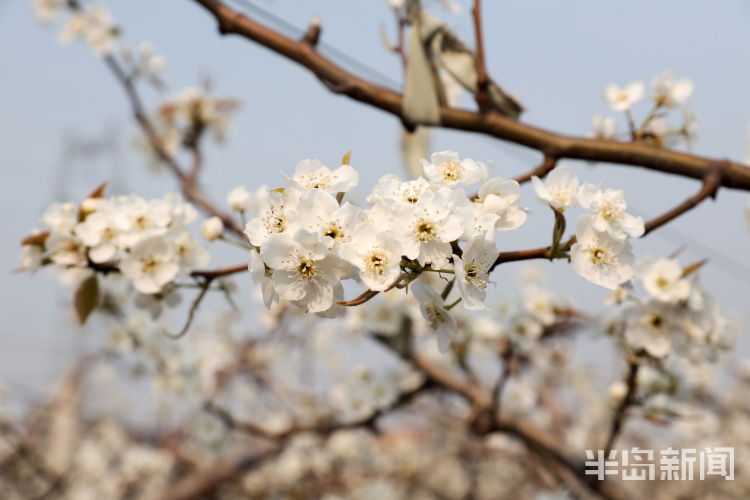 吐芳■梨花吐芳花开成海 莱西望城街道梨园内果农忙授粉