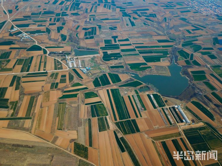 【田野】即墨区田横镇鲁家埠后村：记者用高空拍摄设备记录下色彩斑斓的田野