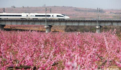 西海岸王台镇：列车穿过万亩花海驶过春天