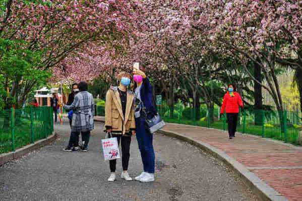 ：青岛李村公园“网红”海棠路 穿越花的隧道