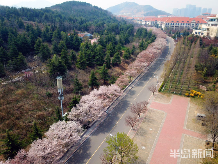 【朝思暮想】航拍中国海洋大学：校园内樱花等进入盛花期