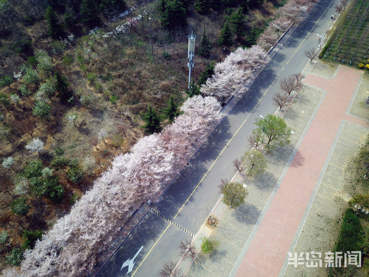 【朝思暮想】航拍中国海洋大学：校园内樱花等进入盛花期