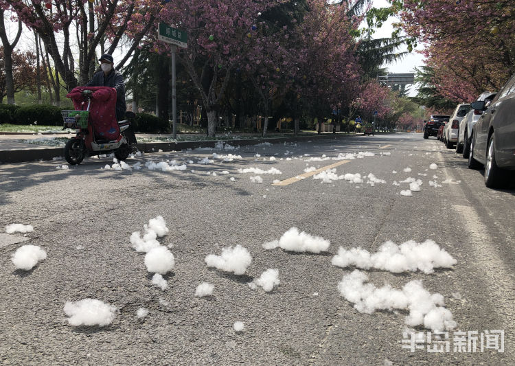 #好大#城阳区顺城路上杨絮漫天飞 市民朋友们请注意防护