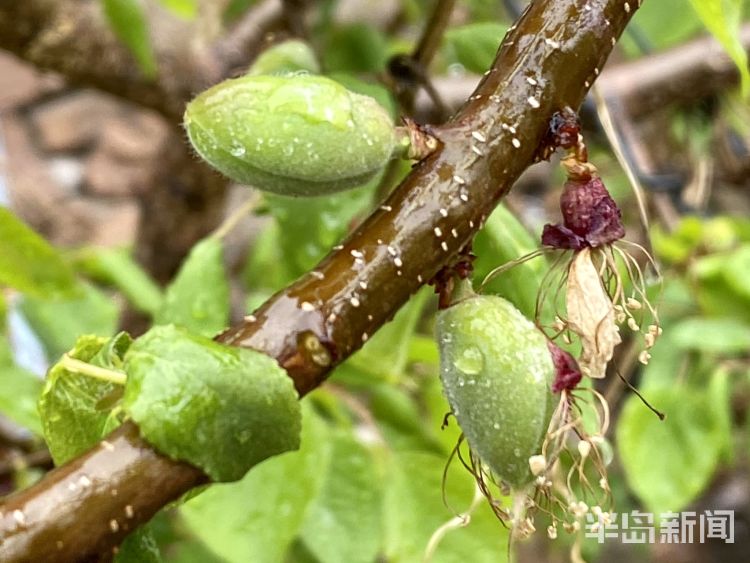 #已至#春雨已至万物可期 降雨为青岛果树带来利好